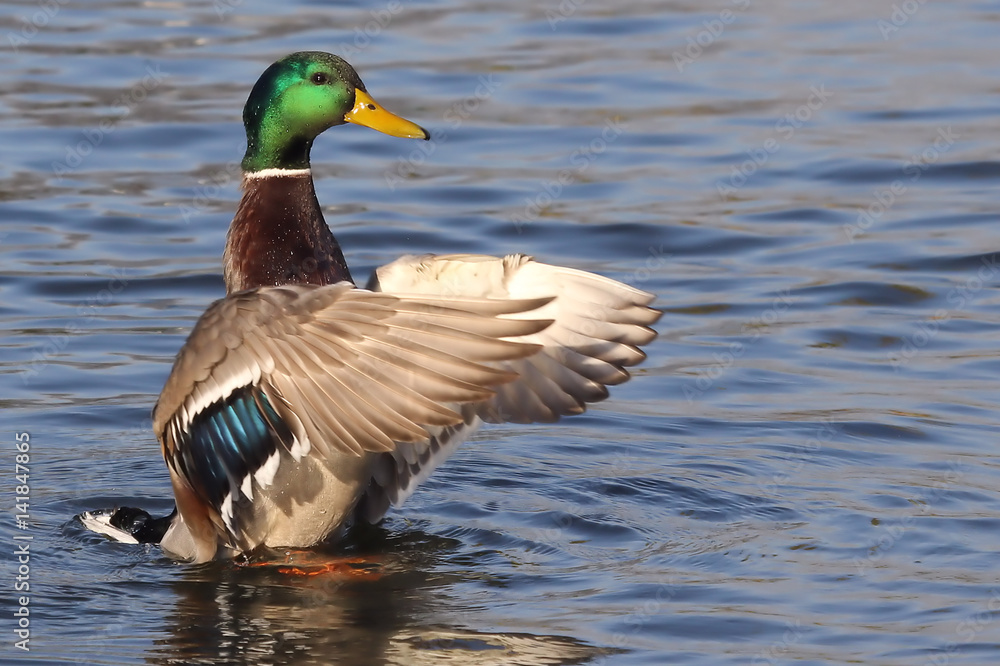 Obraz premium Duck