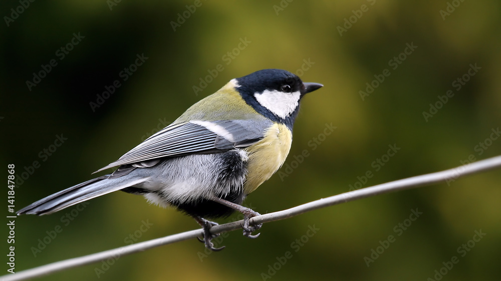 Obraz premium Great Tit