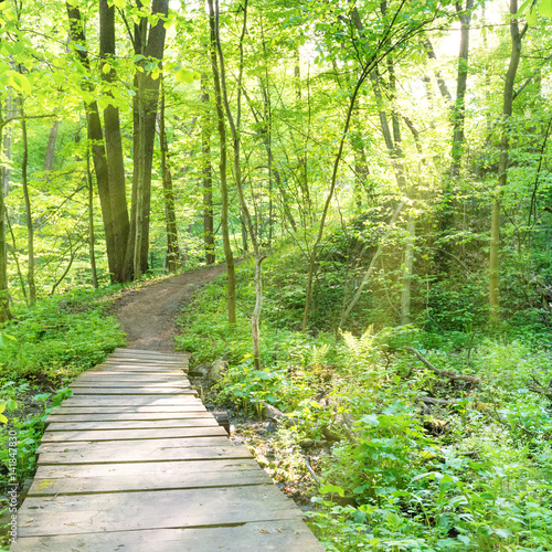 Fototapeta Naklejka Na Ścianę i Meble -  Bridge in the sunny green forest