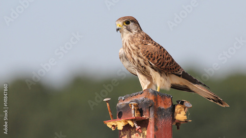 Bild auf Leinwand Kestrel