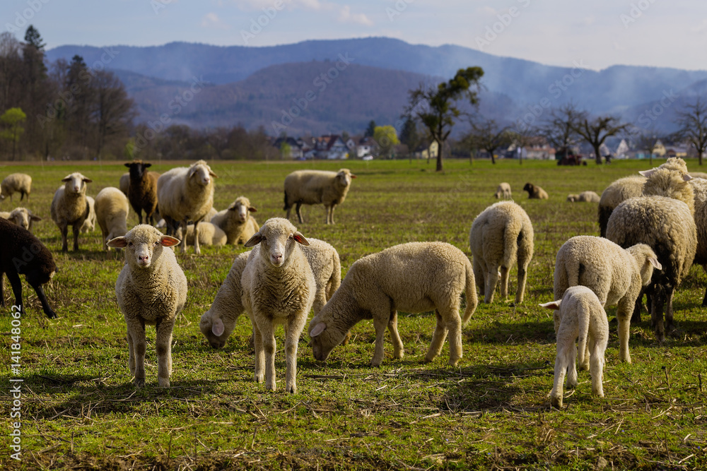 Obraz premium Schaf Schafe