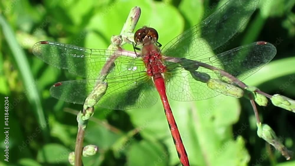 Ruby meadowhawk dragonfly perched on twig warming its wings. Ruby meadowhawk dragonfly perched on twig warming its wings.