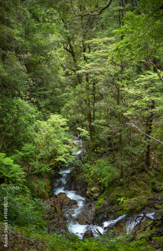 Native bush, North Island, New Zealand
