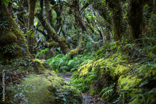 Native bush  North Island  New Zealand  