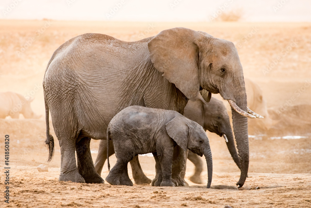 Fototapeta premium African Elephant