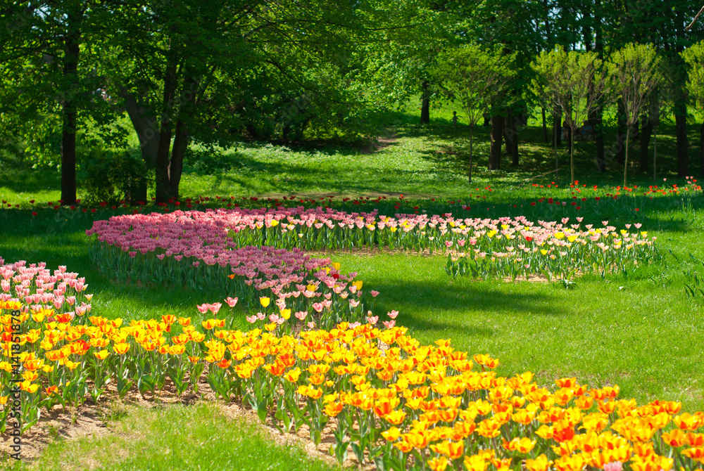 Beautiful colorful tulips in the park on a background of green trees, Beautiful colorful tulips in the park on a background of green trees,