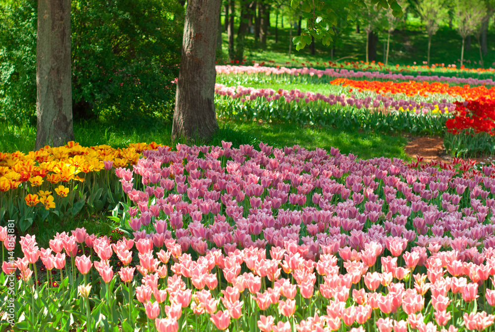 Beautiful colorful tulips in the park on a background of green trees, Beautiful colorful tulips in the park on a background of green trees,