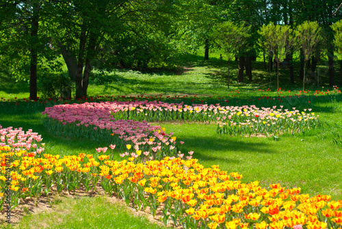 Beautiful colorful tulips in the park on a background of green trees, 