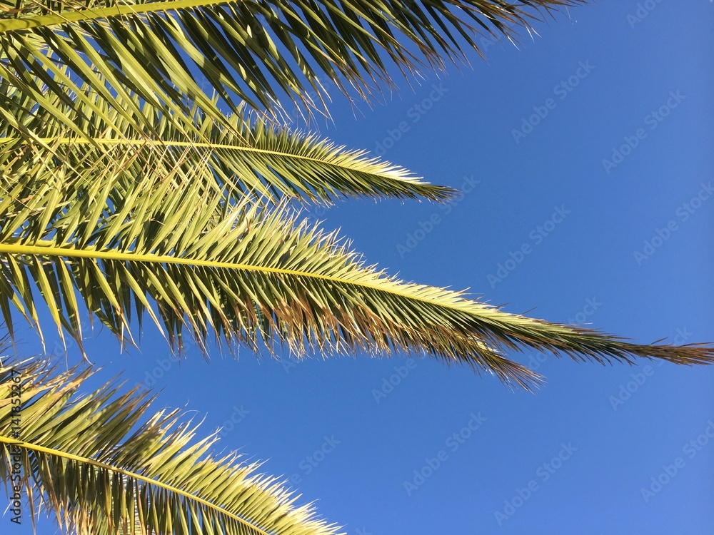Palm tree leaves and sunny blue sky outdoors background. Holiday vacation imagination