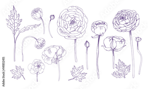 Fotografia Hand drawn outline floral elements set