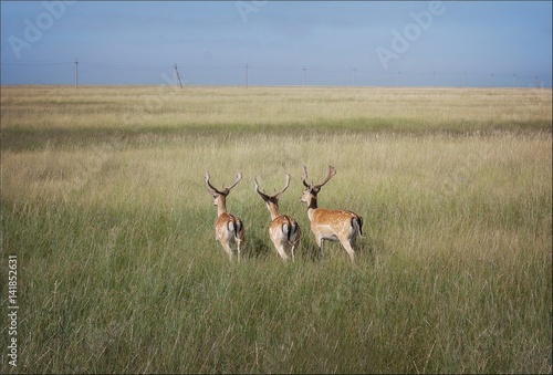 herd of young deer running through water in the steppe 