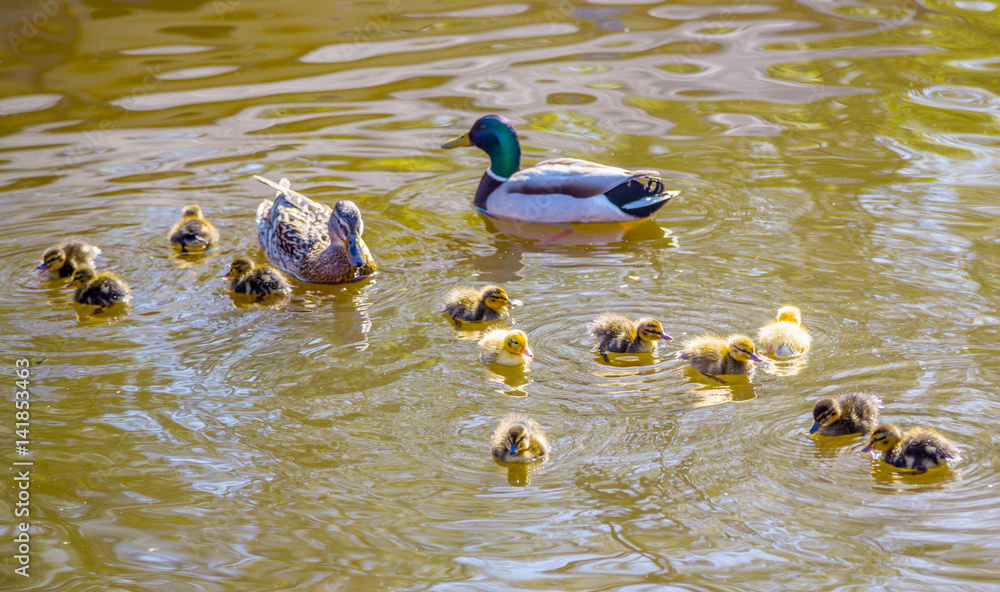Ducklings. Family of wild ducks swims in a pond. Mother and father duck