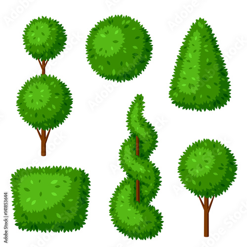 Boxwood topiary garden plants. Set of decorative trees