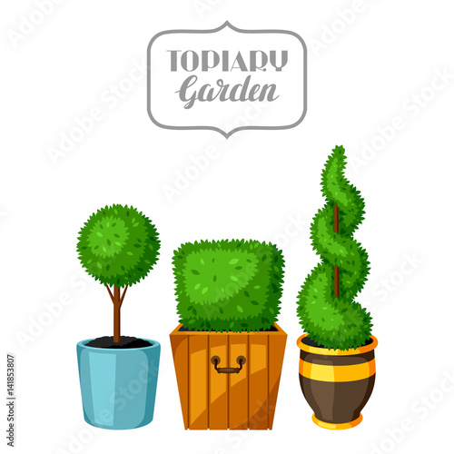 Boxwood topiary garden plants. Decorative trees in flowerpots
