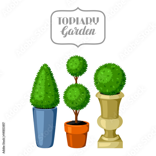 Boxwood topiary garden plants. Decorative trees in flowerpots
