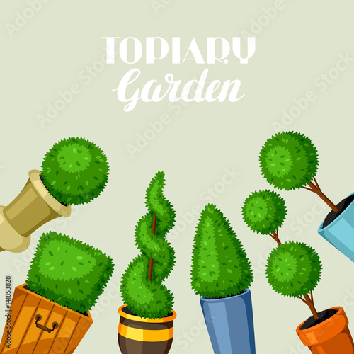 Boxwood topiary garden plants. Decorative trees in flowerpots
