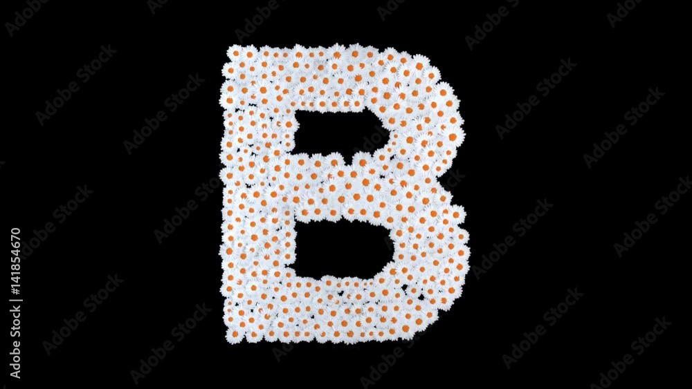 Letter B from white daisy flowers with alpha channel Letter B from white daisy flowers with alpha channel