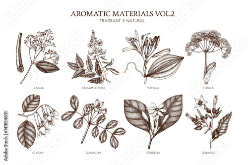 Vector collection of hand drawn Aromatic plants illustration. Perfumery and cosmetics ingredients sketch set.