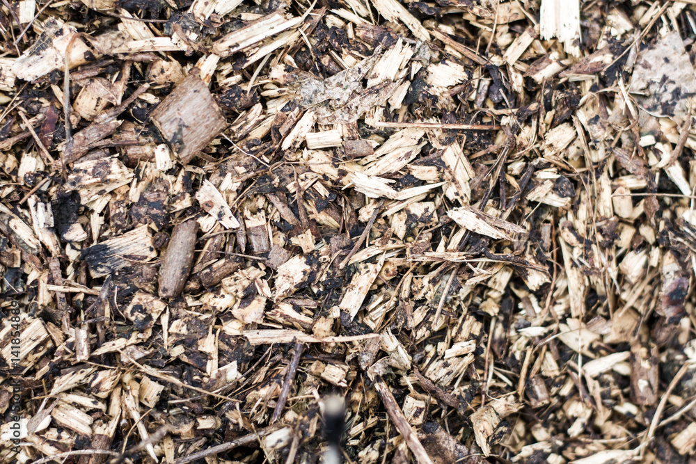 Dried leafs texture Dried leafs texture