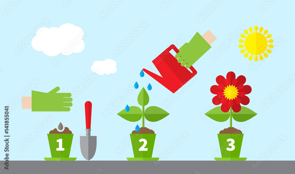 Infographic stages of plant growth. Growing concept. Flat design ...