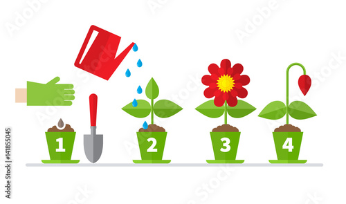 Infographic four stages of plant growth. Growing concept. Flat design, vector illustration.