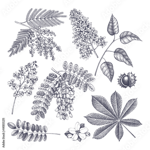 Hand drawn blossoming tree illustration. Vintage floral elements. Vector flowers sketch collection.