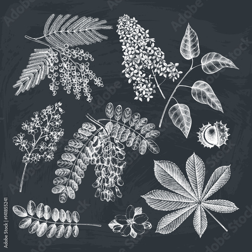 Hand drawn blossoming tree illustration. Vintage floral elements. Vector flowers sketch collection on blackboard