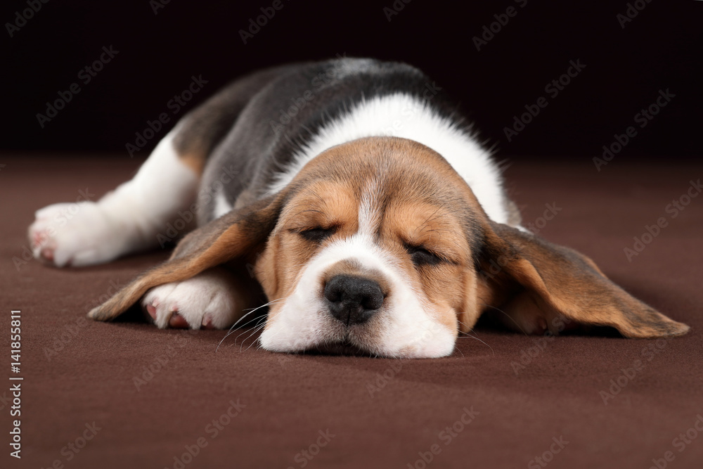 Cute beagle puppy is sleeping