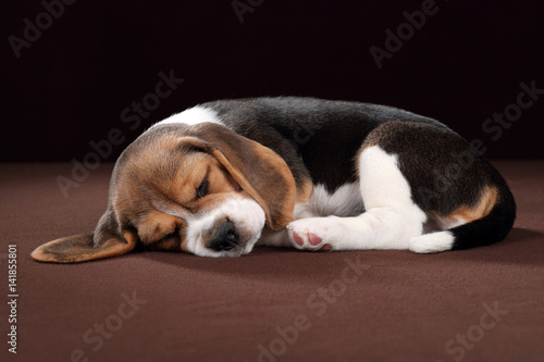 Cute beagle puppy is sleeping