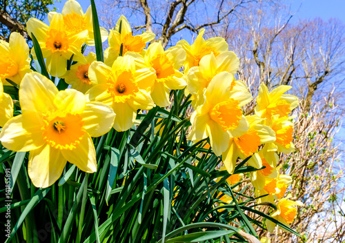 Canvas-taulu Daffodils - Narcissus
