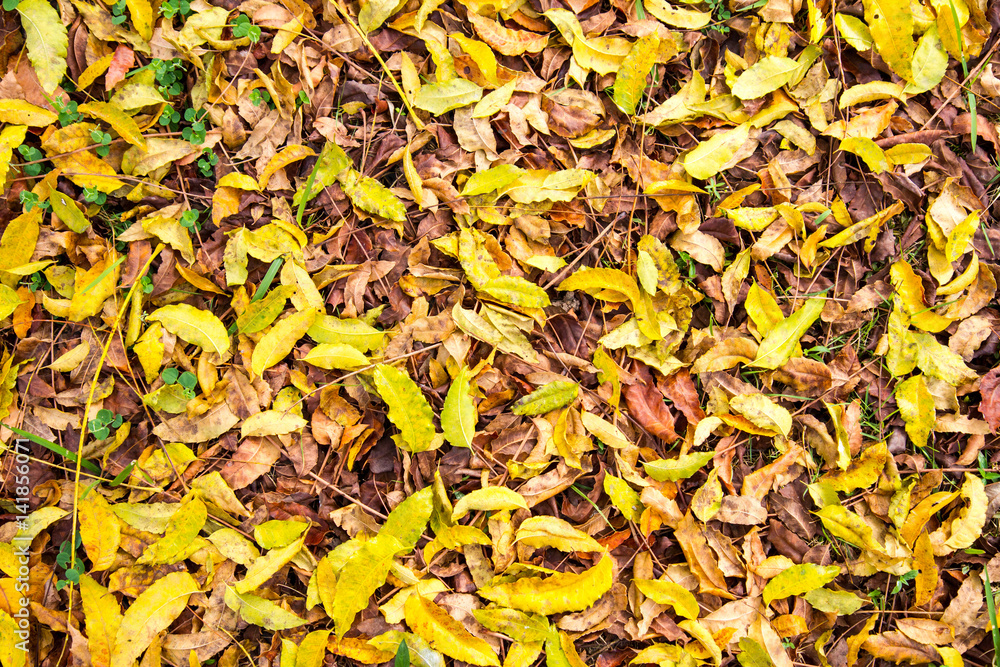 Dried Tree Leaf Background Dried Tree Leaf Background