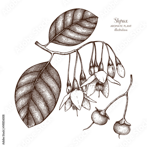 Vector hand drawn illustration of Styrax on white background. Aromatic and medicinal plant sketch. Perfumery and cosmetics ingredients.