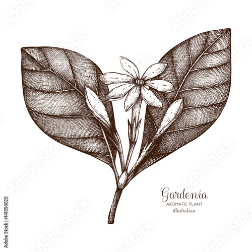 Vector hand drawn illustration of Tahitian Gardenia on white background. Aromatic and medicinal plant sketch. Perfumery and cosmetics ingredients. Tiare Flower.