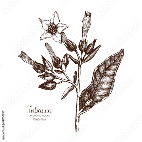 Vector hand drawn illustration of Tobacco on white background. Aromatic plant sketch. Perfumery and cosmetics ingredients.