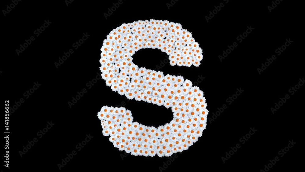 Letter S from white daisy flowers with alpha channel Letter S from white daisy flowers with alpha channel