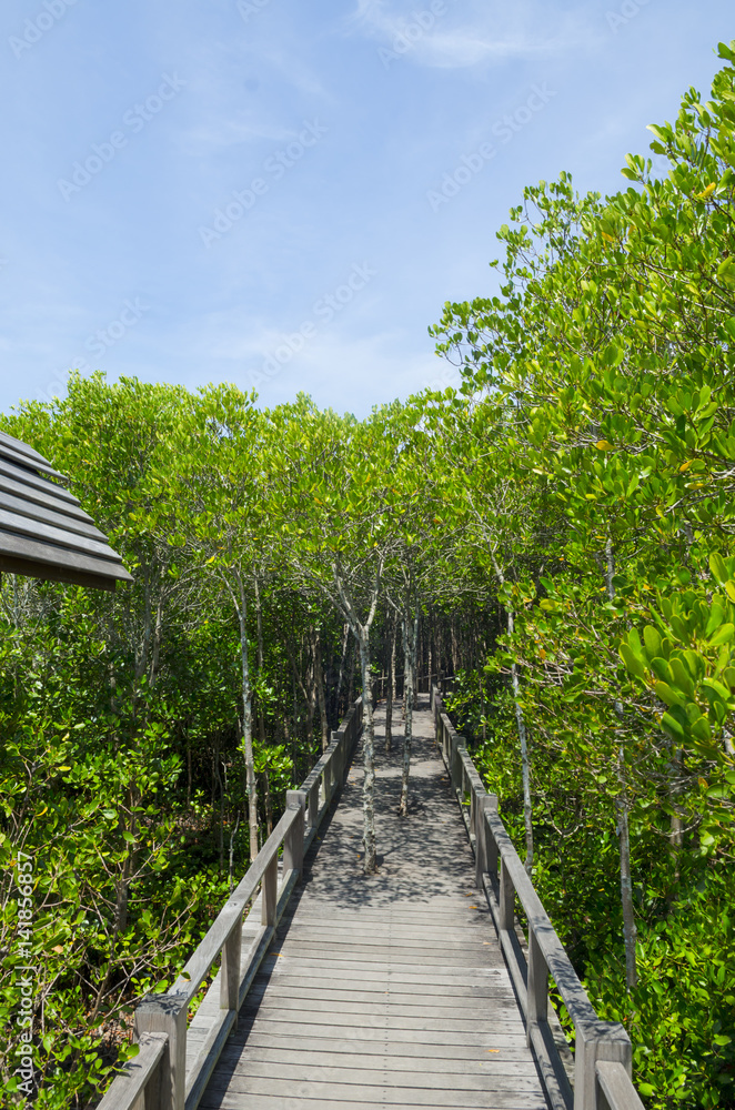 Wood path way among the Mangrove forest, Thailand Wood path way among the Mangrove forest, Thailand