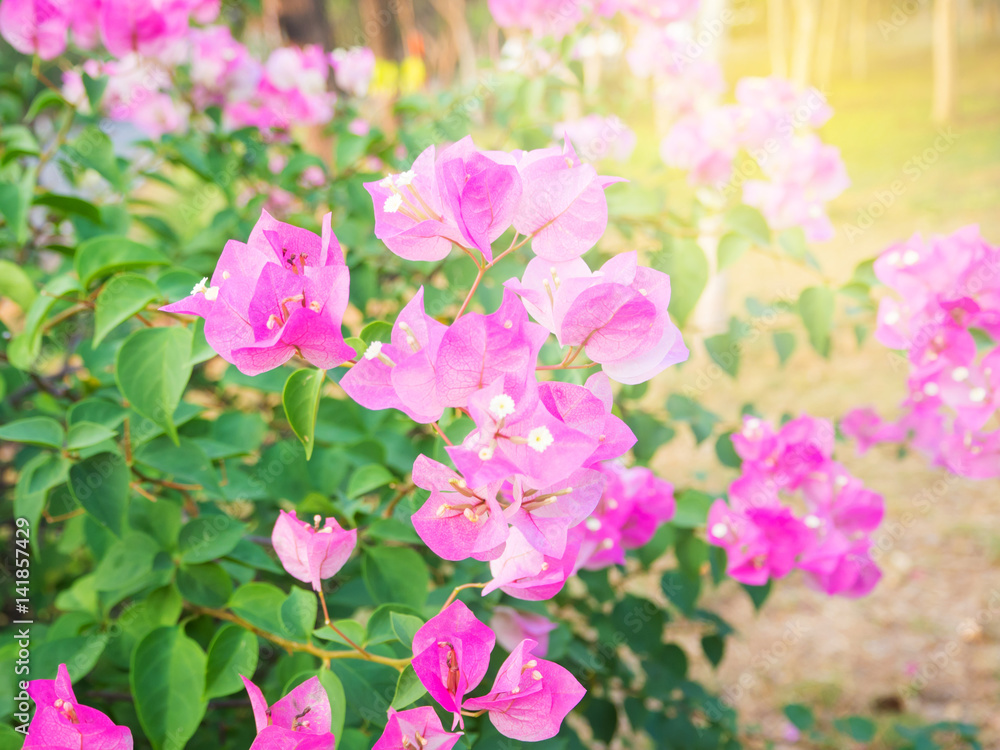Pink Bougaville flower blooming in the garden Pink Bougaville flower blooming in the garden