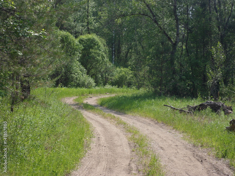 Obraz premium Лесная дорога