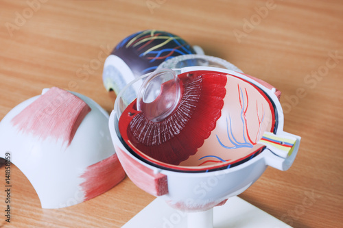 Ophthalmology oculus sample closeup. Ophthalmology, eye model close-up. Many details of the eyeball. photo