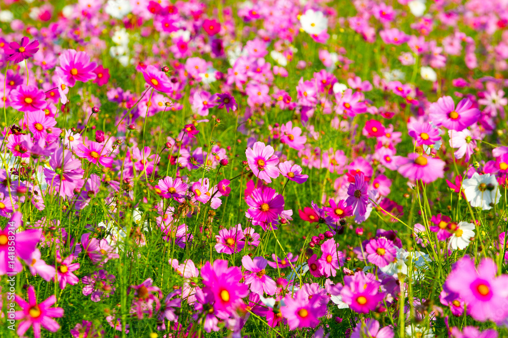 Cosmos flowers background