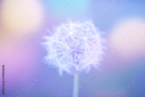 White spring close up wild flower dandelion on a blurry colored blue background