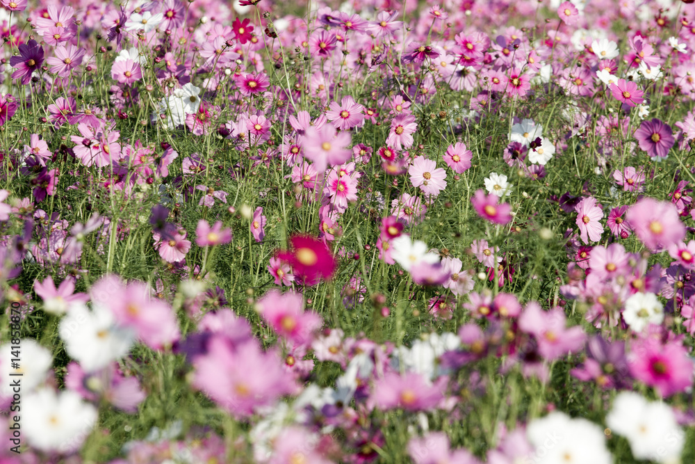 Fototapeta premium Cosmos flowers background