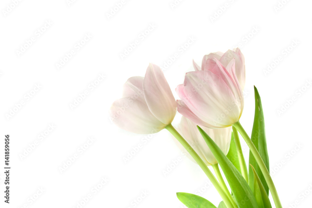 tulips tulips