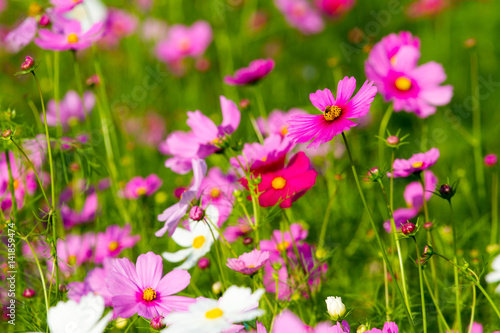 Cosmos flowers background © Golden House Images