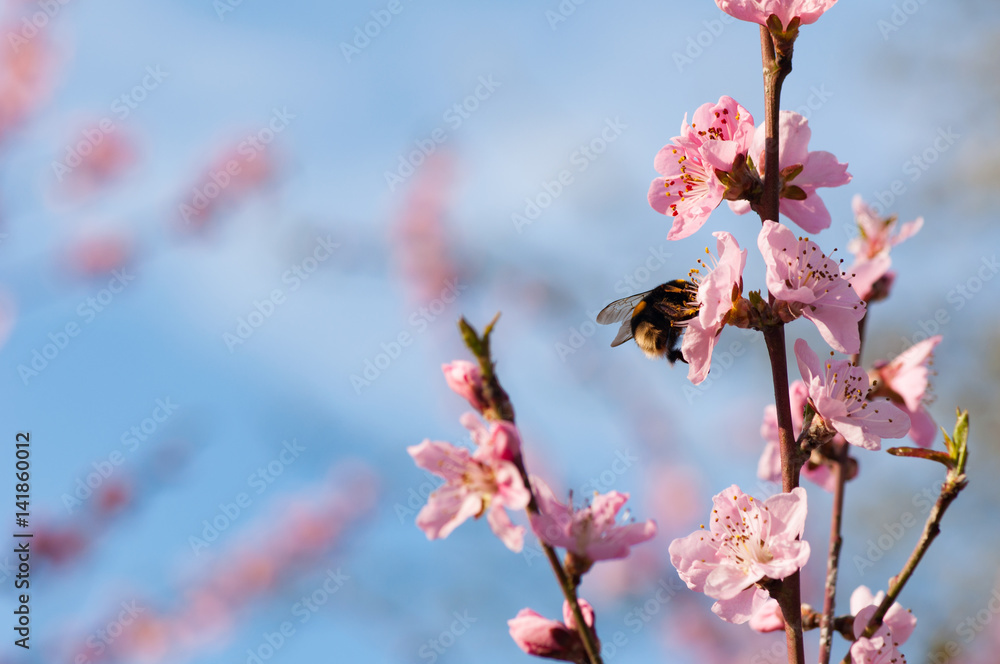 Blütenzweig mit Insekt, Hummel, Frühling, Bestäuben Blütenzweig mit Insekt, Hummel, Frühling, Bestäuben