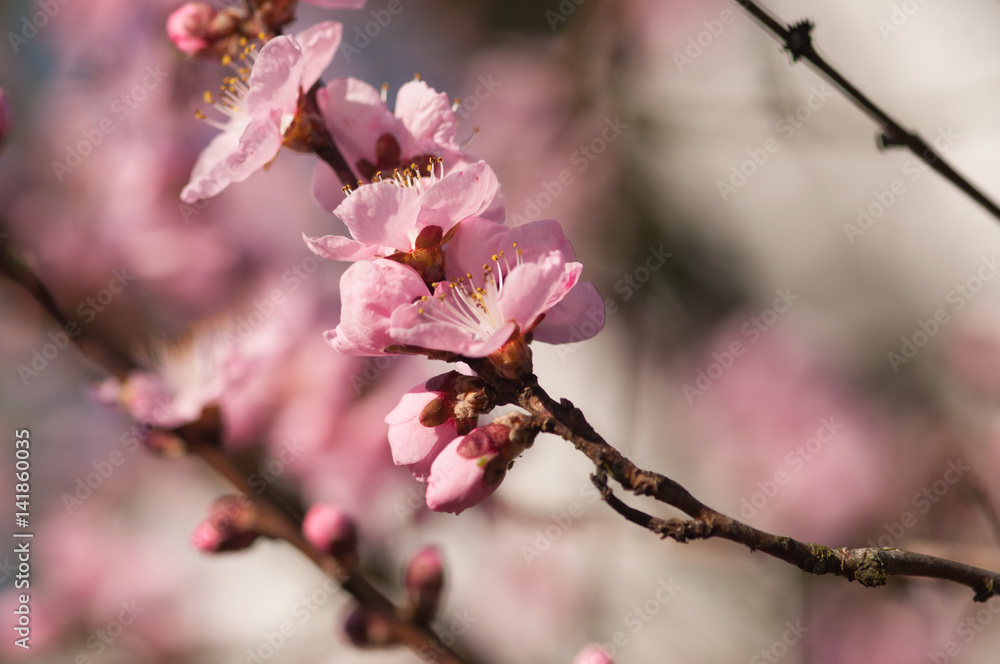 Zweig mit Blüten, Frühling Zweig mit Blüten, Frühling