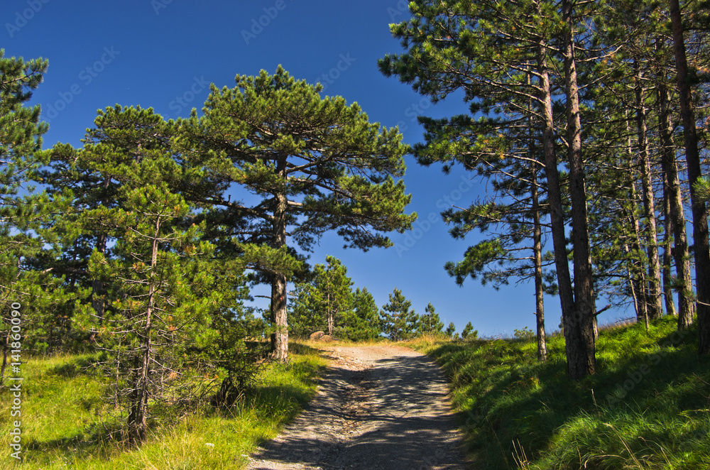 Obraz premium Forest path at Divcibare mountain, west Serbia