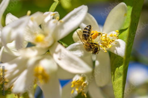 Foto Bee on an orange tree flower