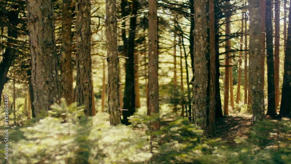 Tracking a sunlit pine forest on a bright spring morning Tracking a sunlit pine forest on a bright spring morning