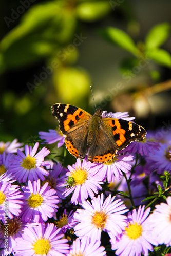 Butterfly sitting on flowers.